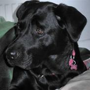 Labrador retriever Kiki *Dragen*