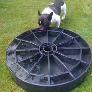 Fransk bulldog Tyson