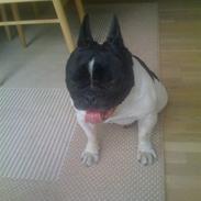 Fransk bulldog Tyson