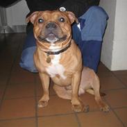 Staffordshire bull terrier Kalle