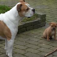 Staffordshire bull terrier Kalle