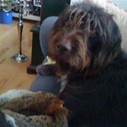 Ruhåret hønsehund Tristan