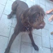 Ruhåret hønsehund Tristan