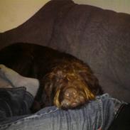 Ruhåret hønsehund Tristan