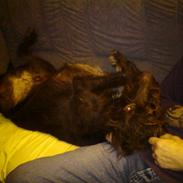 Ruhåret hønsehund Tristan