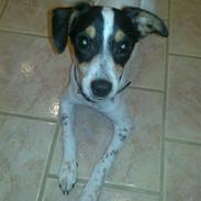 Dansk svensk gaardhund Lady