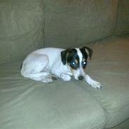 Dansk svensk gaardhund Lady