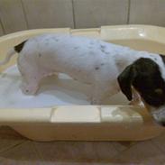 Dansk svensk gaardhund Lady