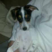 Dansk svensk gaardhund Lady