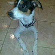 Dansk svensk gaardhund Lady