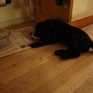 Labrador retriever Sille