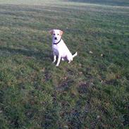 Blanding af racer Coco