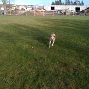 Blanding af racer Coco