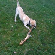 Blanding af racer Coco