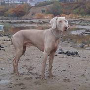 Weimaraner Hot shoot´s hero