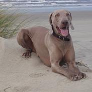 Weimaraner Hot shoot´s hero