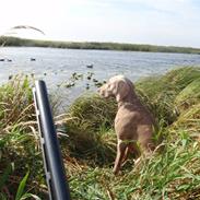 Weimaraner Hot shoot´s hero