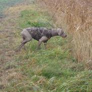 Weimaraner Hot shoot´s hero
