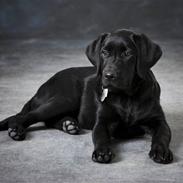 Labrador retriever Lulu