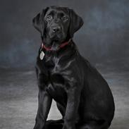 Labrador retriever Lulu