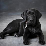 Labrador retriever Lulu