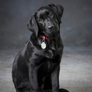 Labrador retriever Lulu