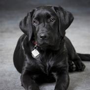 Labrador retriever Lulu