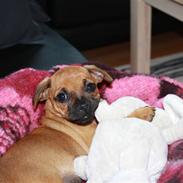 Blanding af racer Vega