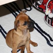 Blanding af racer Vega