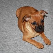 Blanding af racer Vega