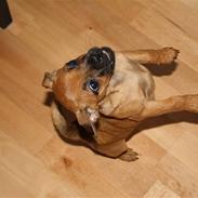 Blanding af racer Vega