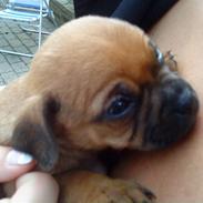 Blanding af racer Vega