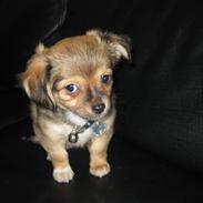 Blanding af racer Malou