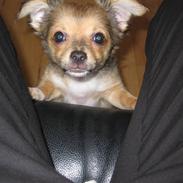 Blanding af racer Malou