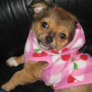 Blanding af racer Malou