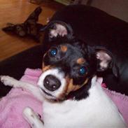 Dansk svensk gaardhund Freja