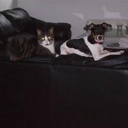 Dansk svensk gaardhund Freja