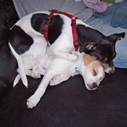 Dansk svensk gaardhund Freja