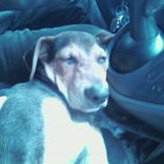 Blanding af racer Artiq