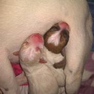 Dansk svensk gaardhund Freja