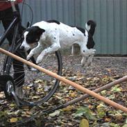 Dansk svensk gaardhund Mille