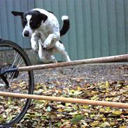 Dansk svensk gaardhund Mille