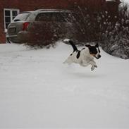 Dansk svensk gaardhund Mille