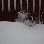 Dansk svensk gaardhund Mille