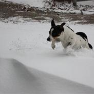Dansk svensk gaardhund Mille