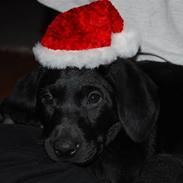 Labrador retriever Bella