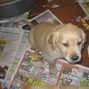 Golden retriever bamse