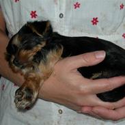 Yorkshire terrier Waldo