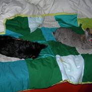 Yorkshire terrier Waldo