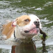 Amerikansk bulldog Bella